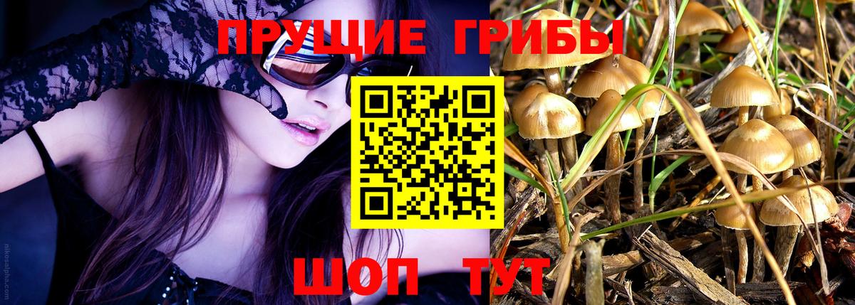 Галлюциногенные грибы Cubensis Гатчина